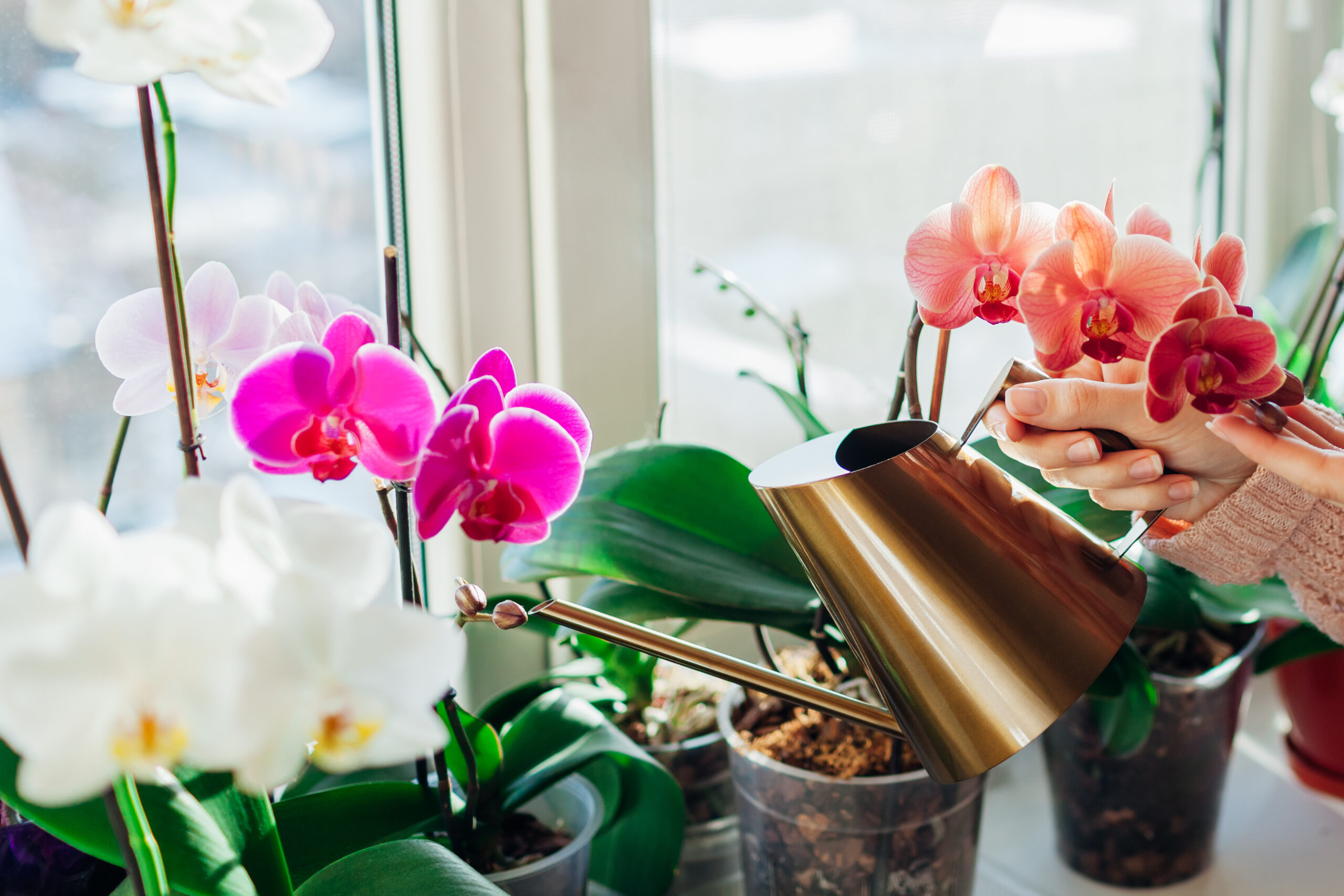 Orhideje – omiljen cvet tokom cele godine