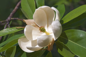 magnolija