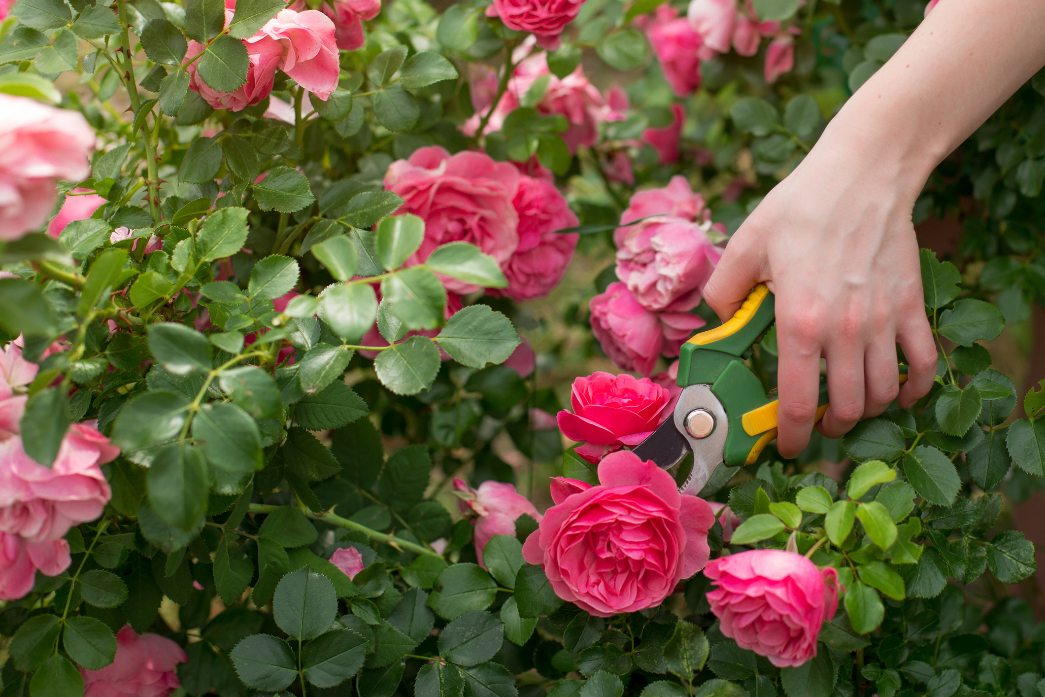 Uzgajanje ruža: Greške koje treba izbegavati za prelepe cvetove