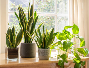 Biljke koje snižavaju temperaturu