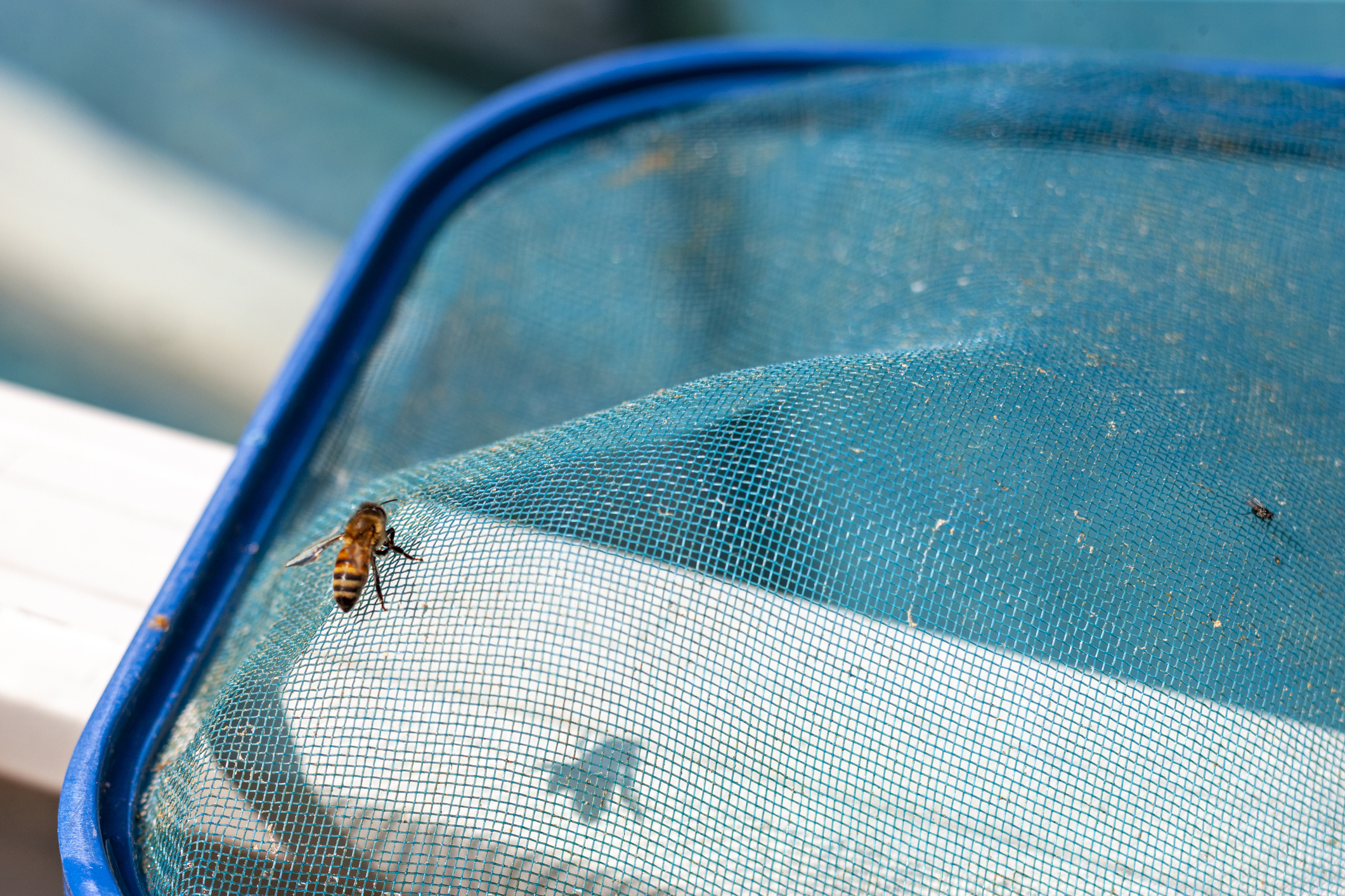 Kako smanjiti prisustvo pčela u bazenu: 4 korisna saveta