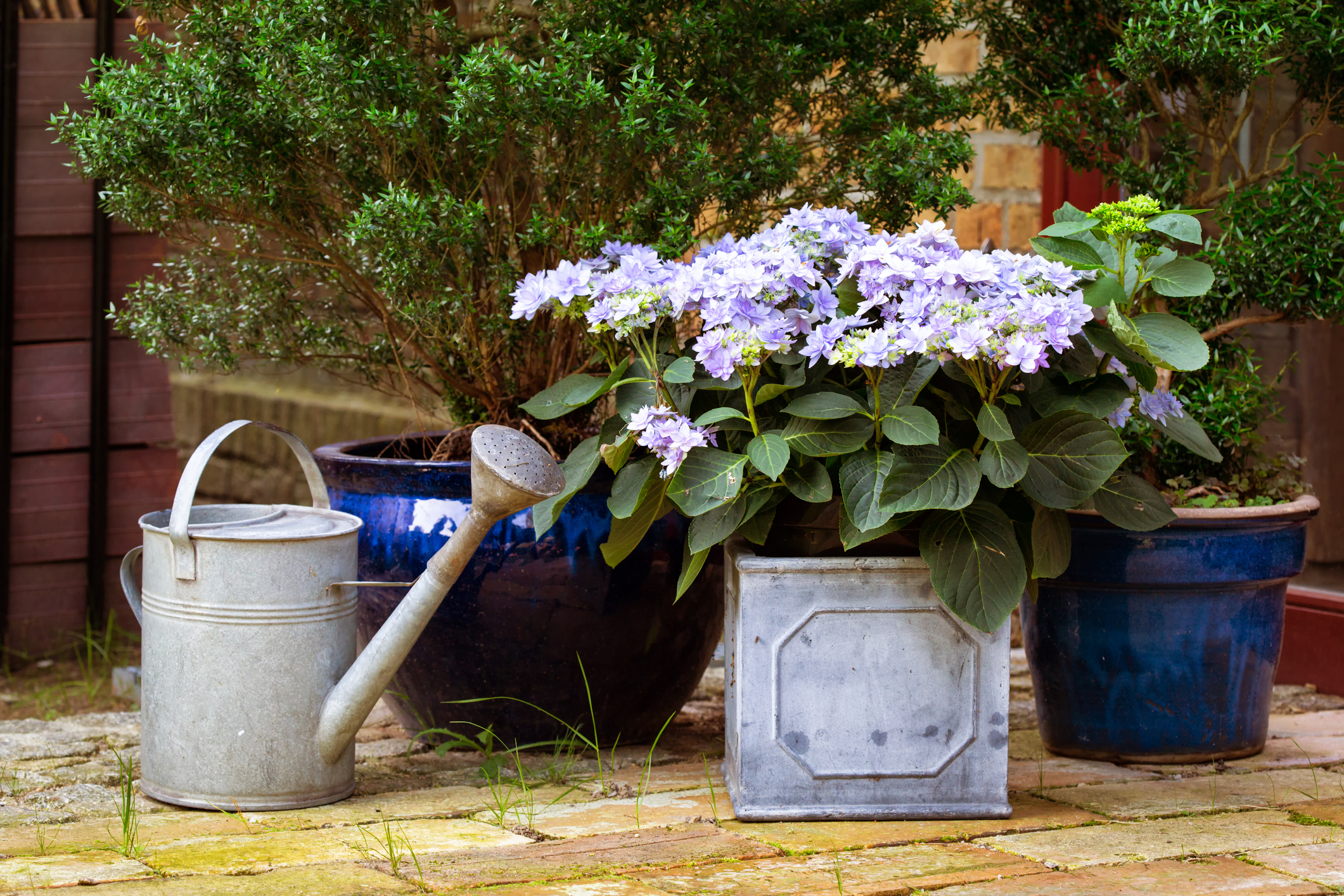 Vintage Vrt: Upotrebite starinske posude za vaše biljke