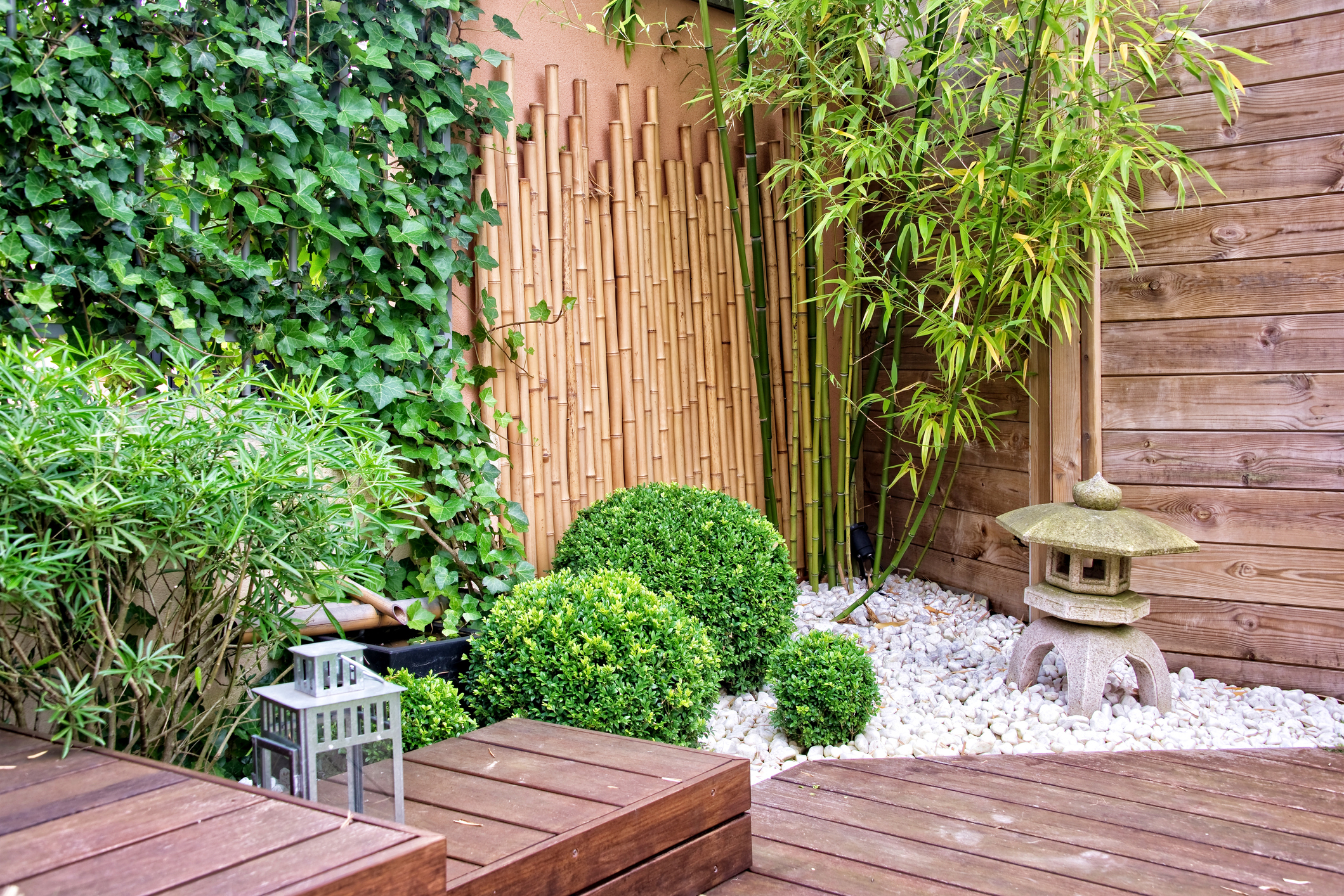 Suša nije prepreka: Bambus kao otporna biljka u vašem vrtu