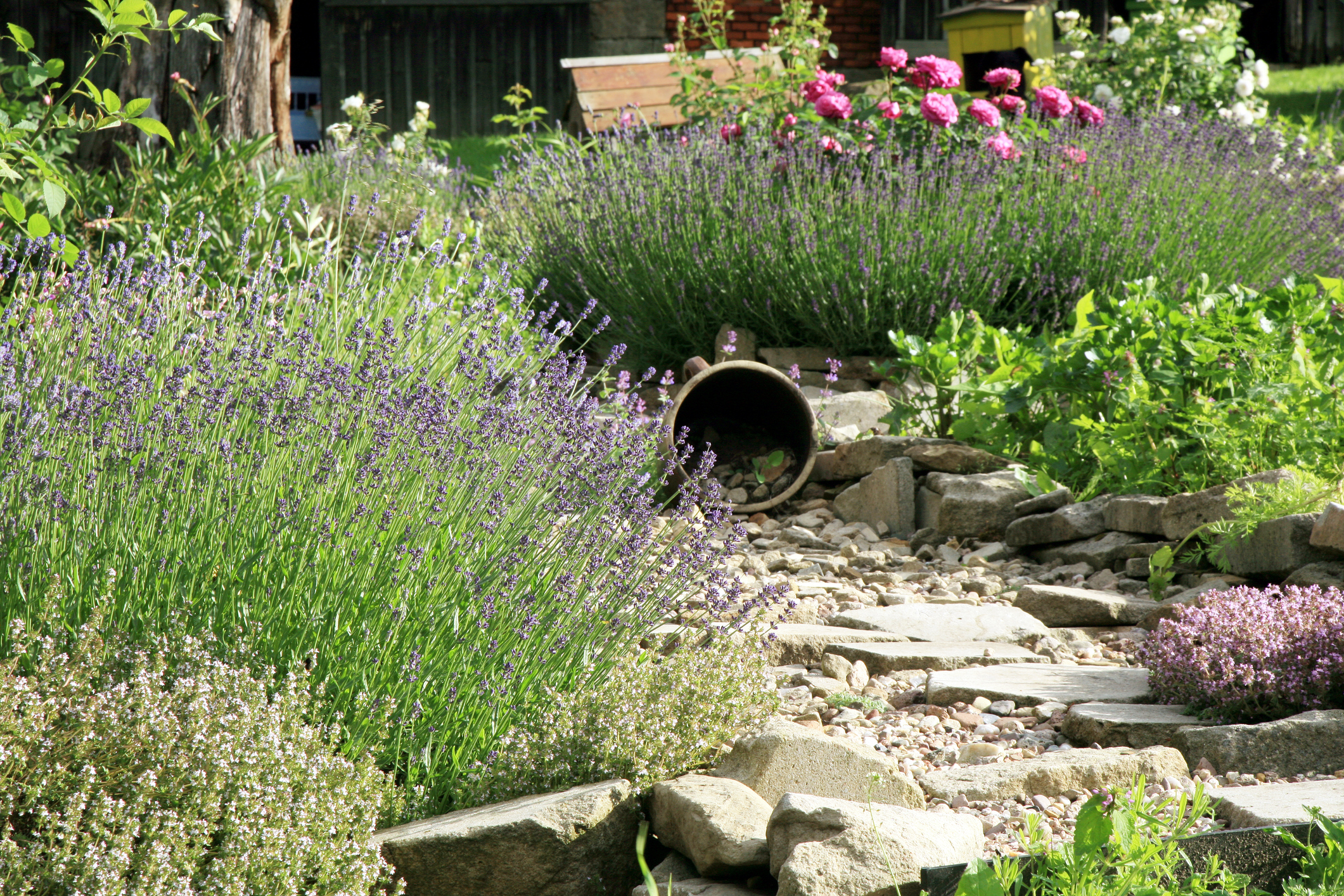 Zaštita vrta od suše: 5 biljaka koje čuvaju tlo