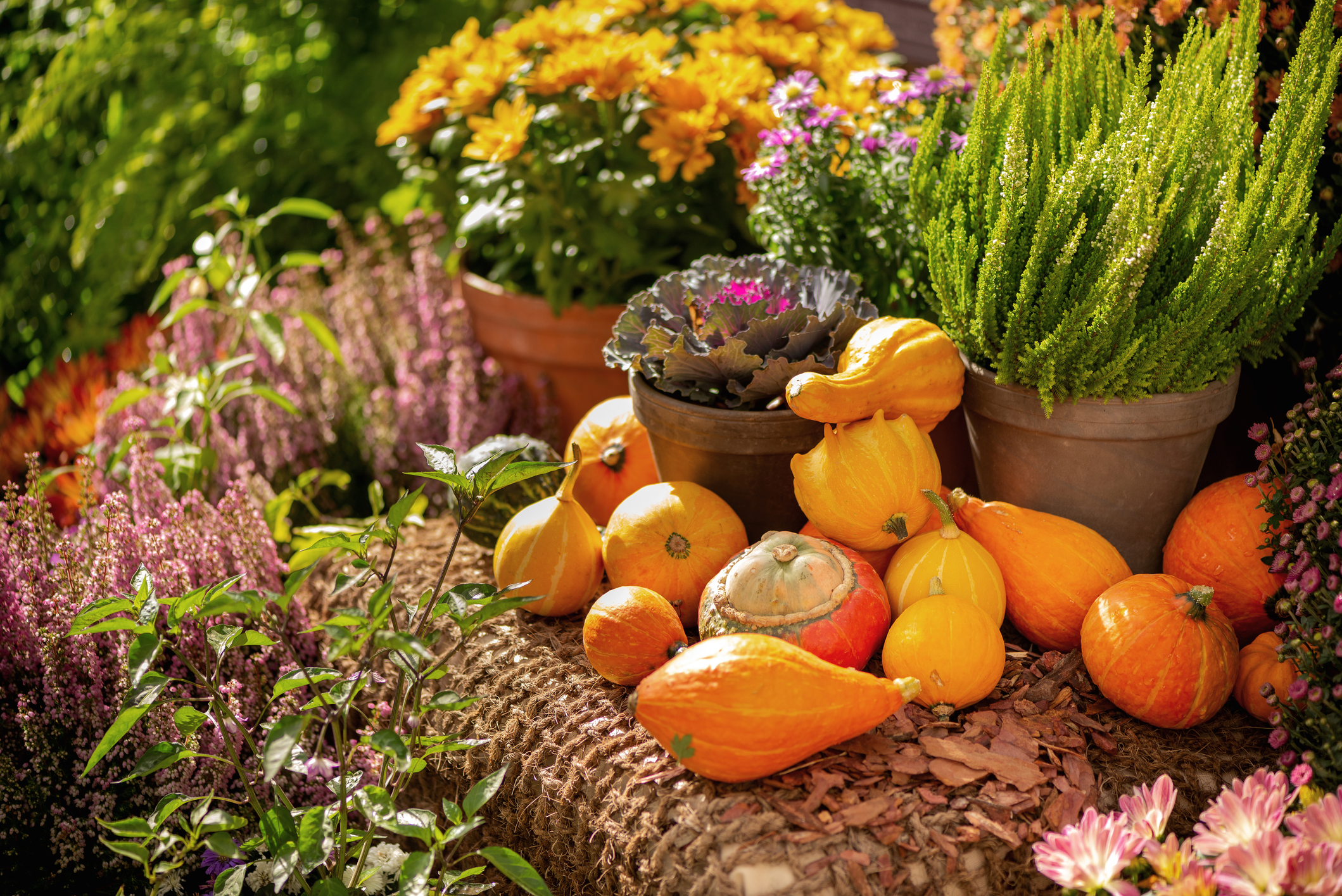 Iskoristite prednosti jeseni: 10 razloga za sadnju vrta u ovom periodu