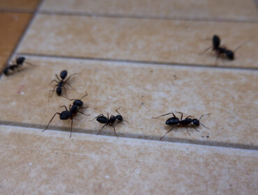 Sprej protiv mrava koji ne škodi kućnim ljubimcima