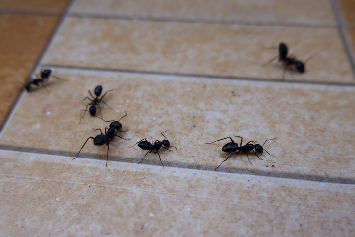 Sprej protiv mrava koji ne škodi kućnim ljubimcima