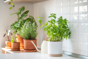 7 idealnih biljaka za kuhinju; biljke u kuhinji