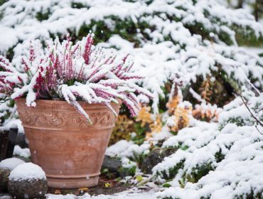 Kako zaštiti biljke od mraza i hladnoće: 5 saveta