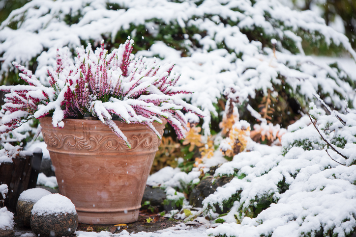 Kako zaštiti biljke od mraza i hladnoće: 5 saveta