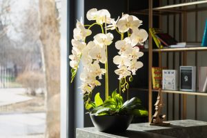 Kako pravilno negovati orhideje i učiniti ih spektakularnim?