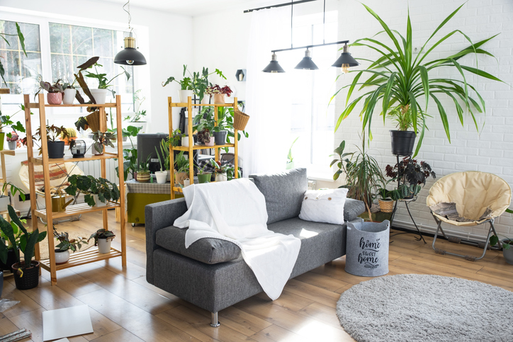 Najbolje sobne biljke za male stanove i apartmane