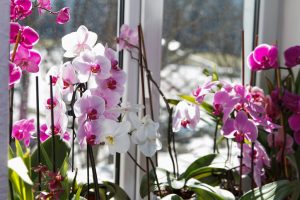 Pridržavajte se ovih saveta stručnjaka ako želite da orhideja cveta cele godine