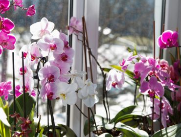 Pridržavajte se ovih saveta stručnjaka ako želite da orhideja cveta cele godine