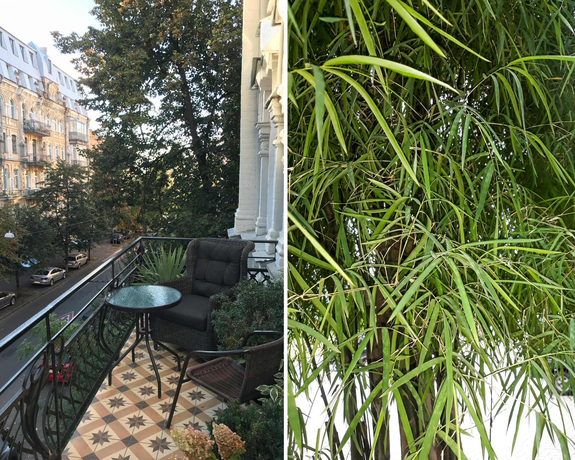 Koje su najbolje biljke za zaštitu privatnosti na balkonu?