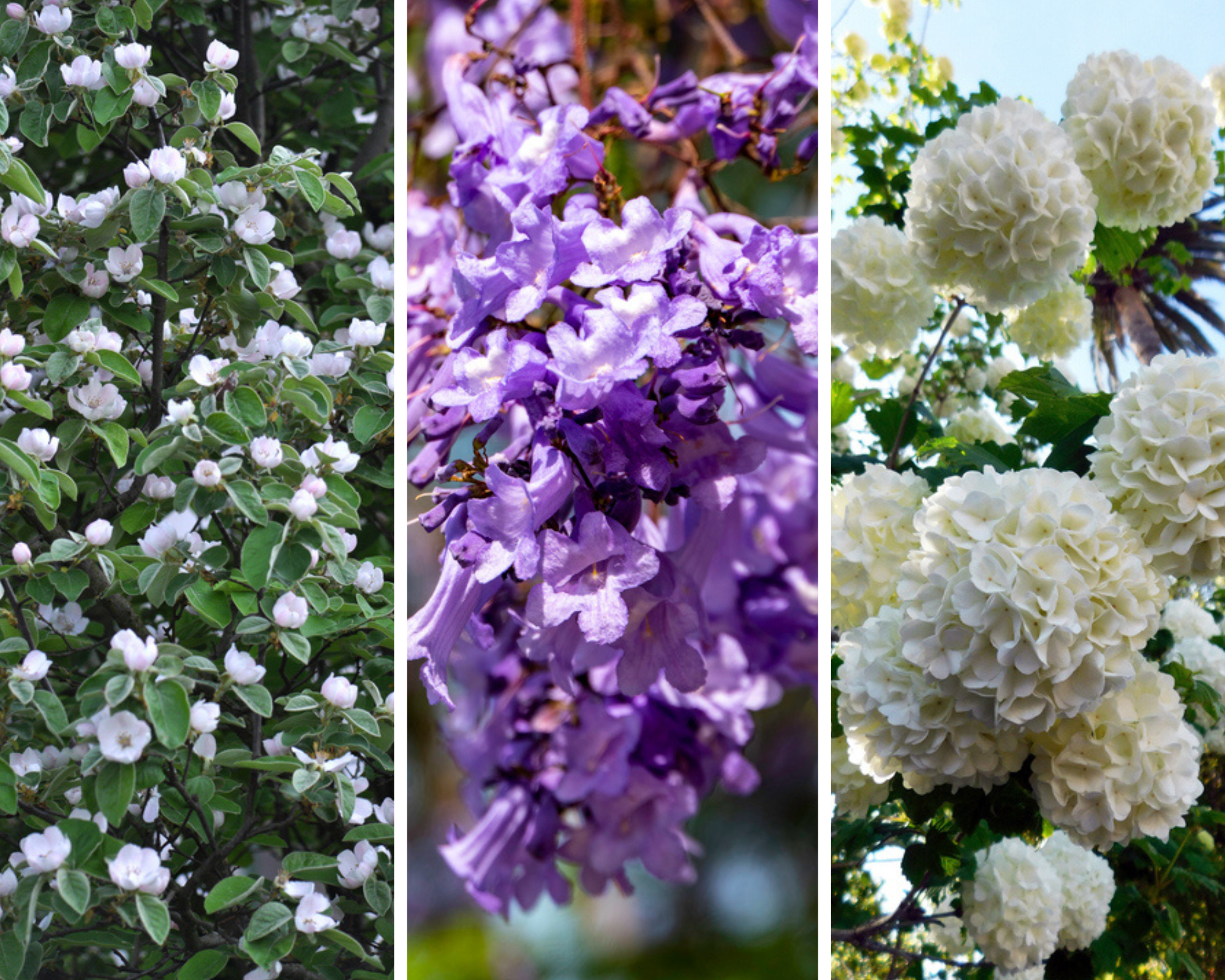 Najbolje mirisne živice: 3 aromatična grma za prelepe ograde