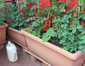 10 Neophodnih saveta za uzgoj paradajza u saksijama
