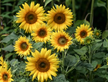 Sunce u vrtu: Kako suncokreti unose toplinu i umetnost u vašu baštu