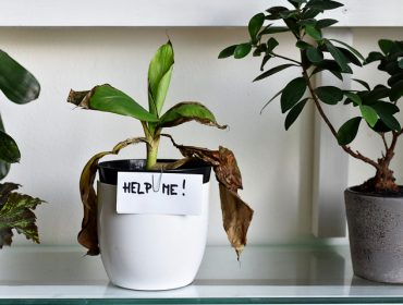 Kako spasiti uvelu biljku: Saveti za oporavak vaših sobnih biljaka