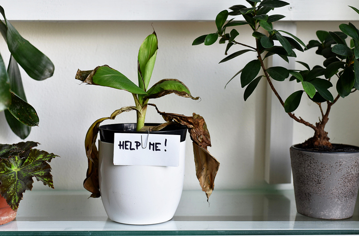 Kako spasiti uvelu biljku: Saveti za oporavak vaših sobnih biljaka