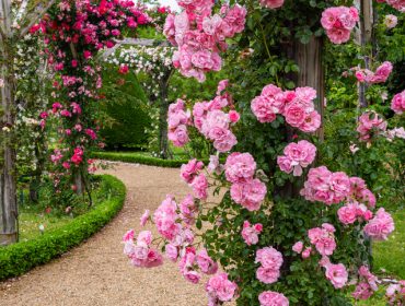 Od praznog dvorišta do cvetnog raja: Bašta sa ružama i potokom