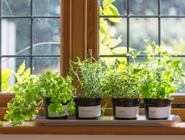 Top 10 biljaka za vašu baštu ili prozorsku dasku: Idealne za gajenje tokom cele godine