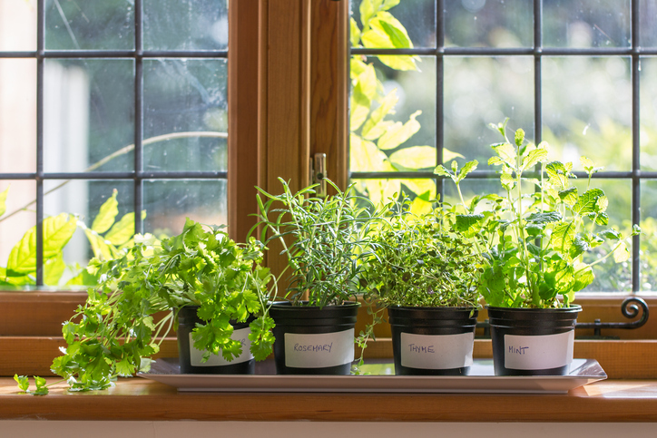 Top 10 biljaka za vašu baštu ili prozorsku dasku: Idealne za gajenje tokom cele godine