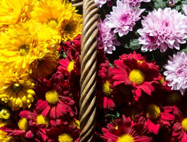 Šarenilo do kasne jeseni: Cveće koje možete posaditi u julu