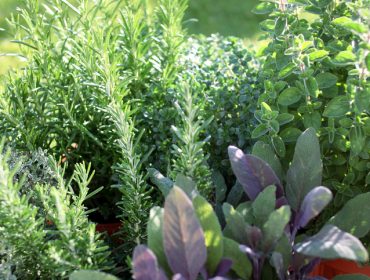 Ove začinske biljke odbijaju štetočine u bašti i čuvaju povrće