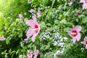 Kako da vaš hibiskus prezimi – stručni saveti