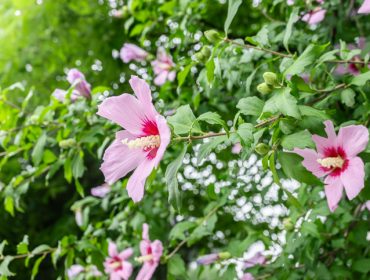 Kako da vaš hibiskus prezimi – stručni saveti